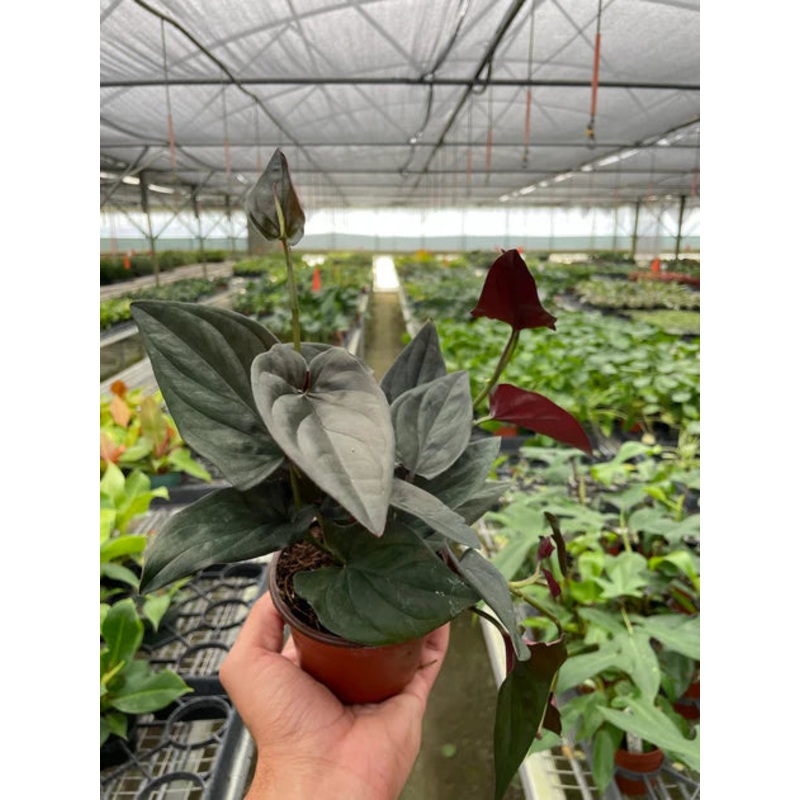 Syngonium ‘Red Arrow’ 6