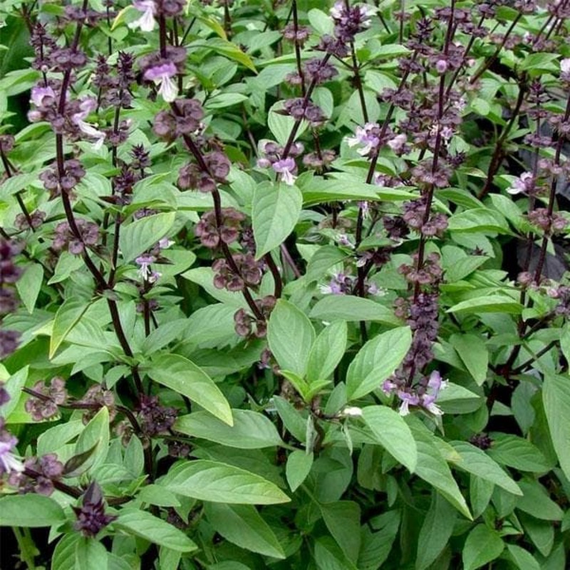 Thai Basil, Ocimum thyrsiflora – Plant