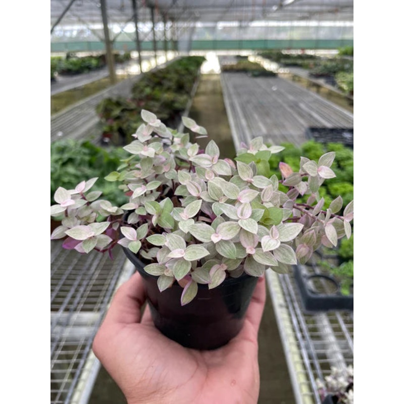 Tradescantia Callisia ‘Pink Panther’ 4