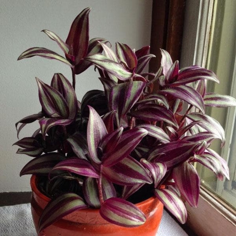 Wandering Jew, Zebrina Pendula – Plant
