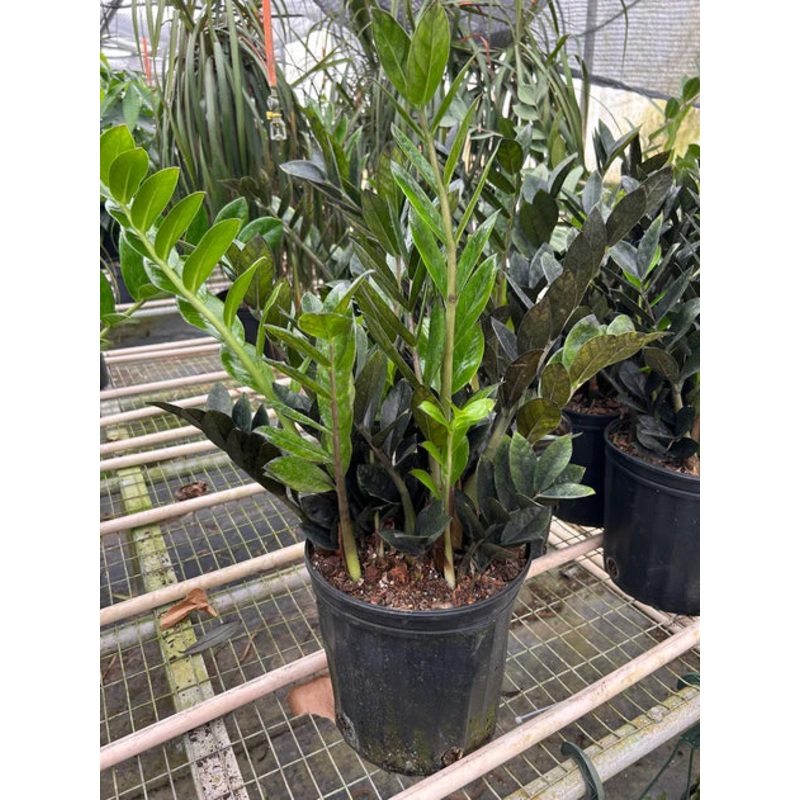 ZZ Zamioculcas ‘Black Queen’ 8in