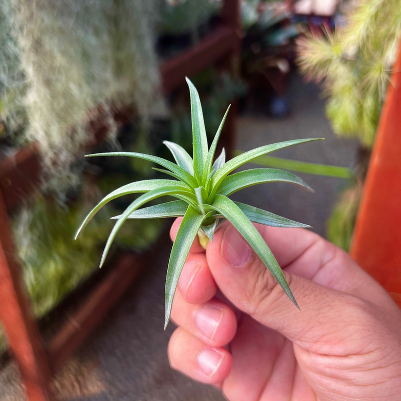 Aeranthos Mini <br> (Minimum order 10)