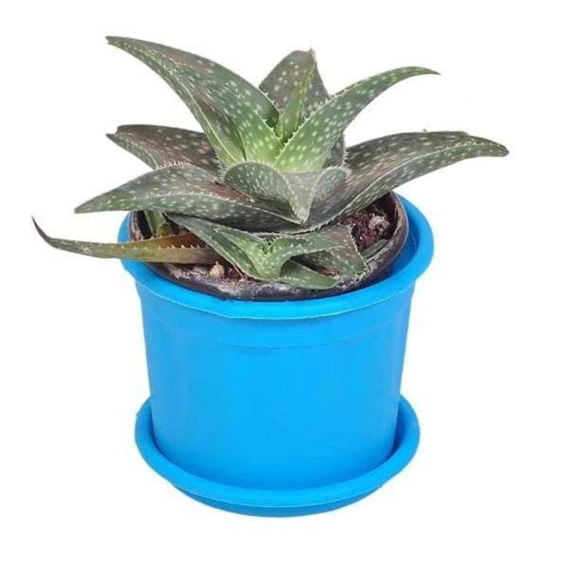 Aloe descoingsii – Succulent Plant