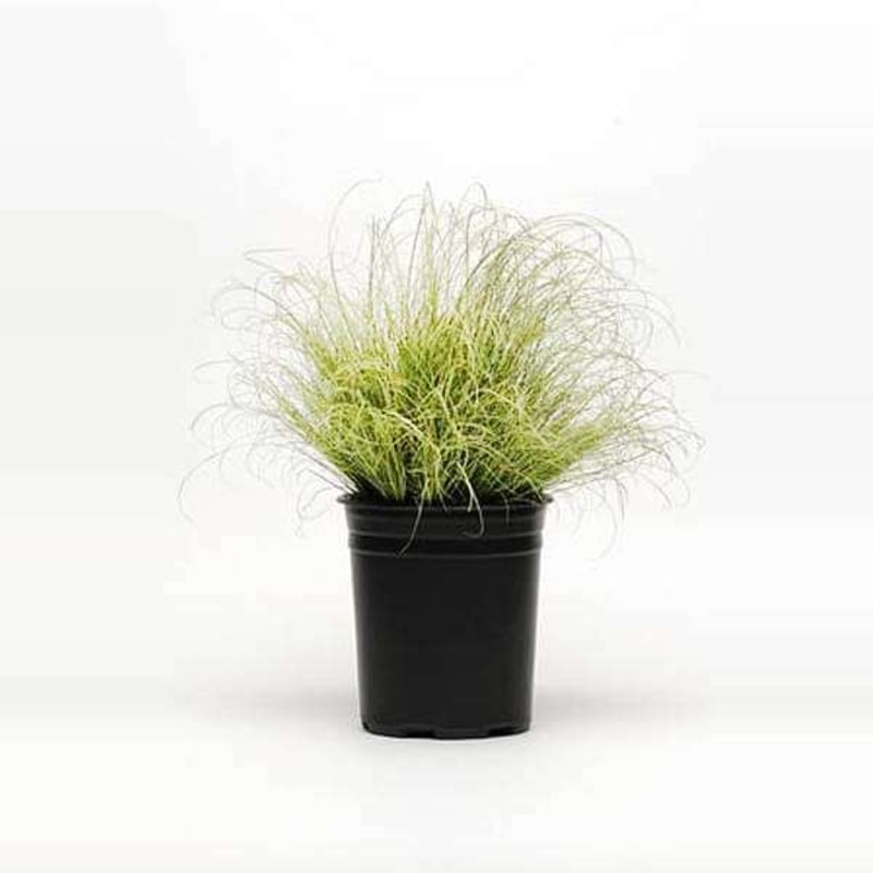 Amazon Mist Carex Grass – Plant