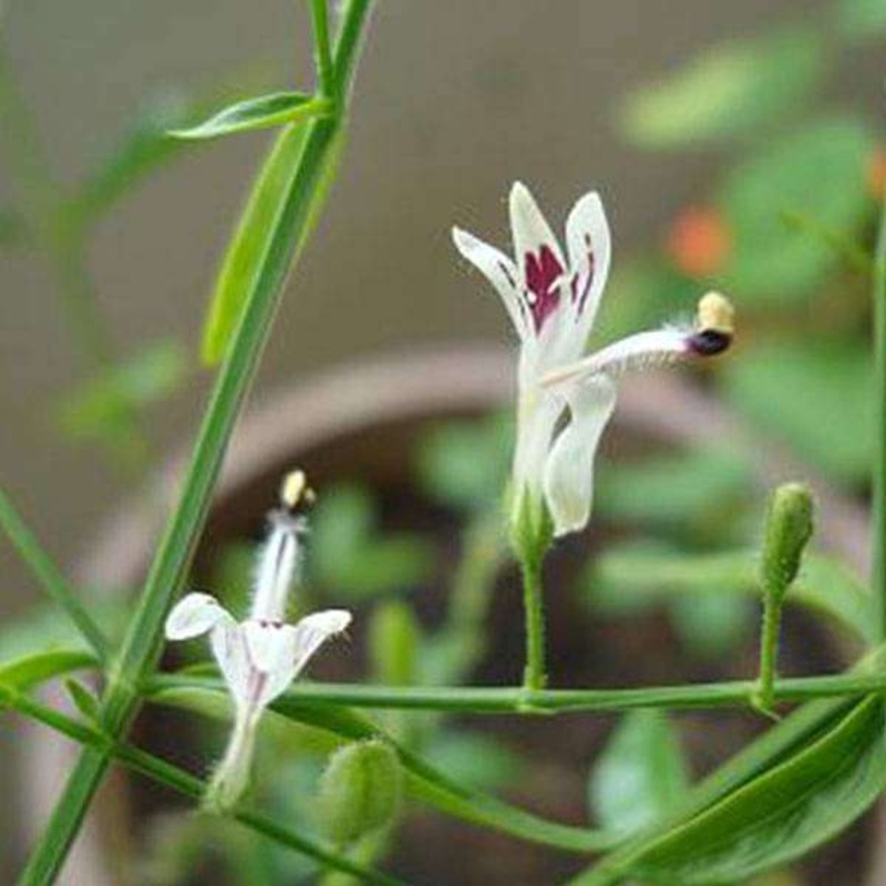 Andrographis Paniculata, Kalmegh – 0.5 kg Seeds