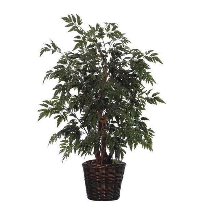 Aralia Black – Plant