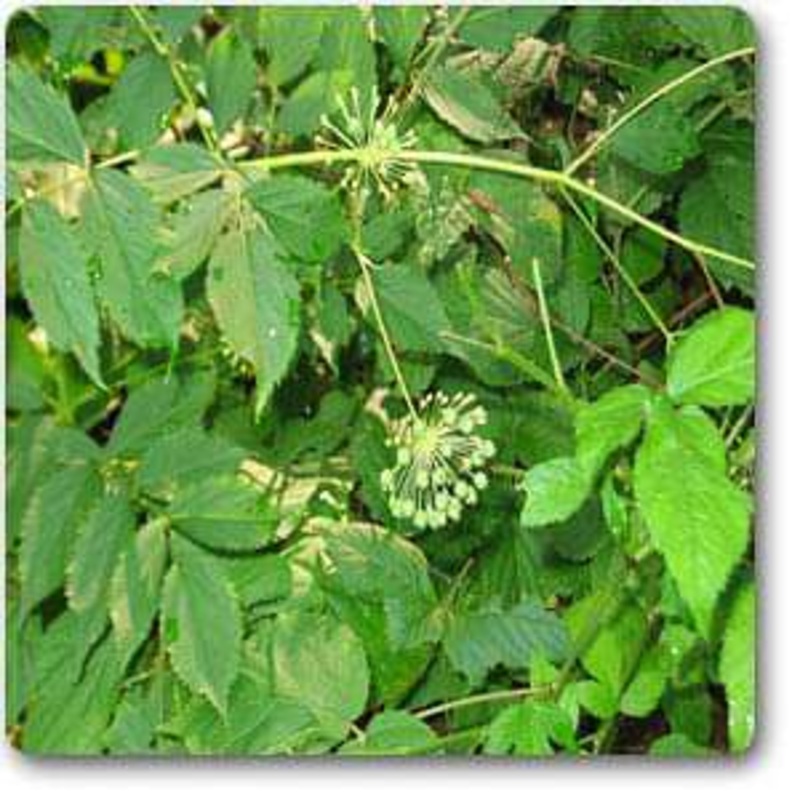 Aralia nudicaulis – Plant