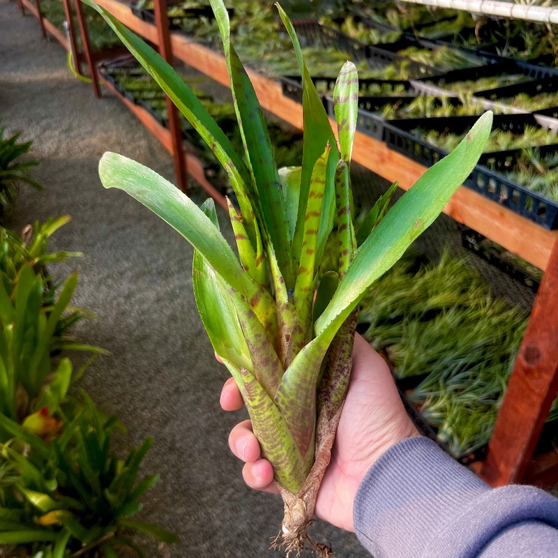 Assorted Neoregelia <br> (Minimum Order 4)