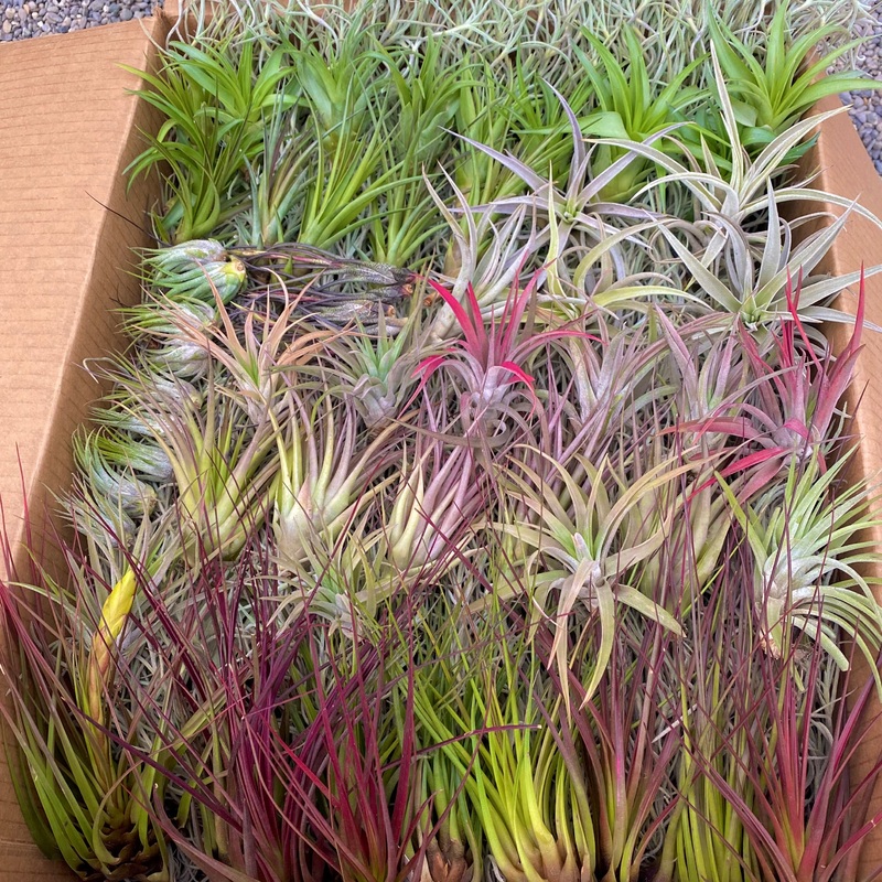 Best Sellers Bundle <br> (100 Plants) <br> *CANNOT BE SHIPPED INTERNATIONALLY*