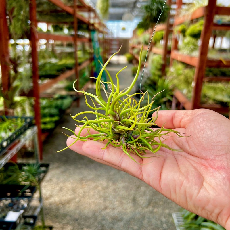 Bulbosa Brazil Hanging Clump <br> (No Minimum)
