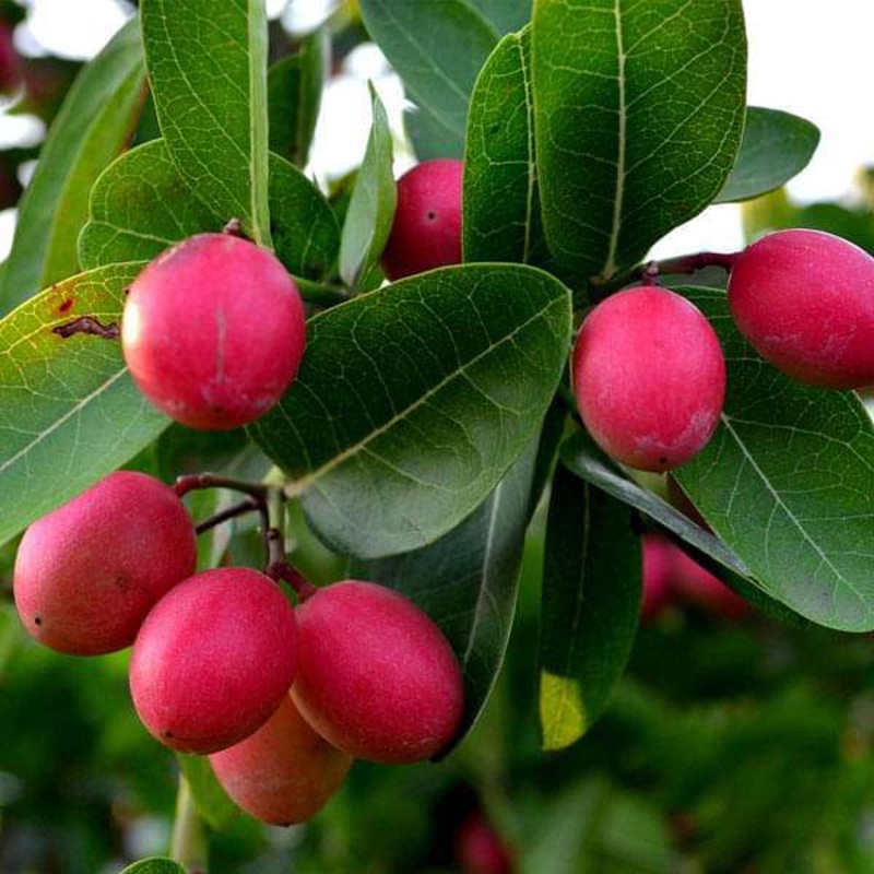 Carissa Carandas, Koromcha, Karonda – 0.5 kg Seeds