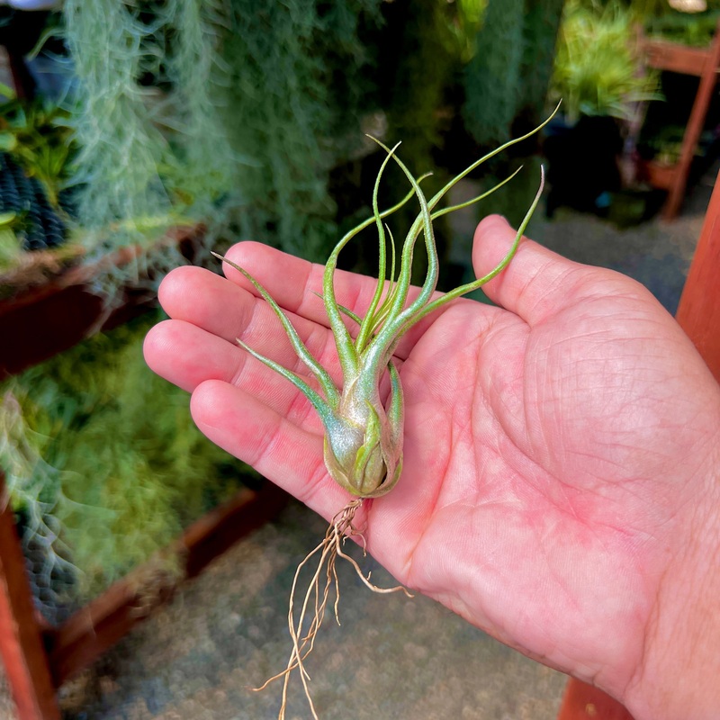 Charles Wiley (seleriana x bulbosa) Medium <br> (No Minimum)