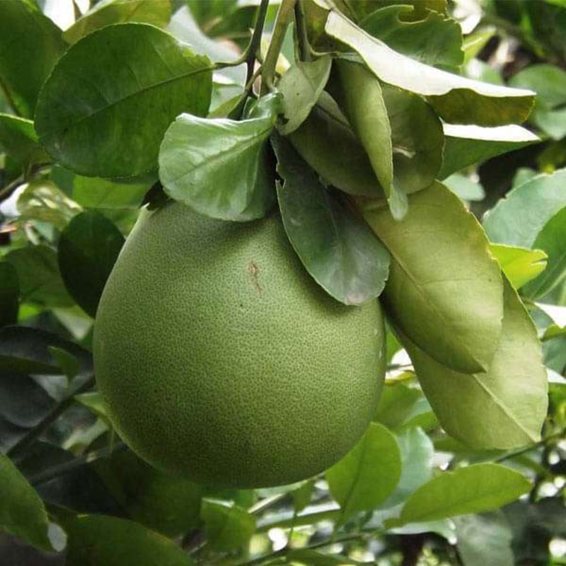 Citrus Pomelo, Chakotra – 0.5 kg Seeds