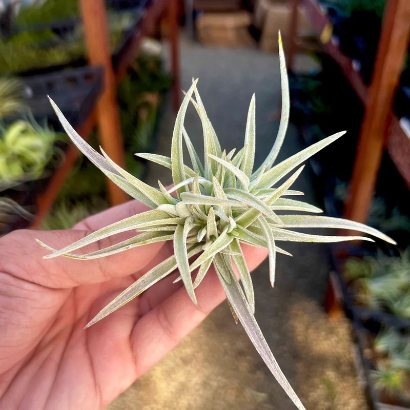 Harrisii Small Clump <br> (Minimum Order 5) <br> *Cannot Be Shipped Internationally*