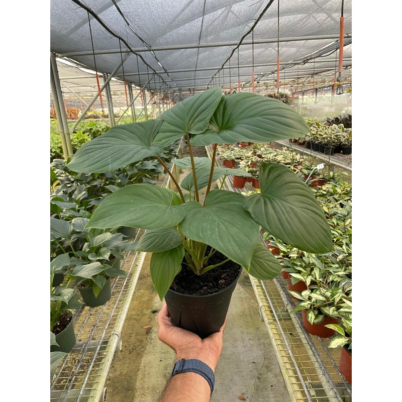 Homalomena ‘Red Stem’|4″ Pot|6″ Pot