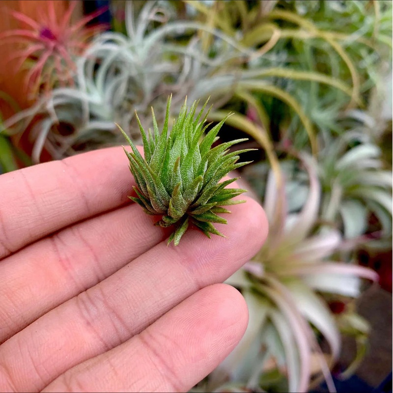 Ionantha Peanut Single <br> (Minimum order 5)