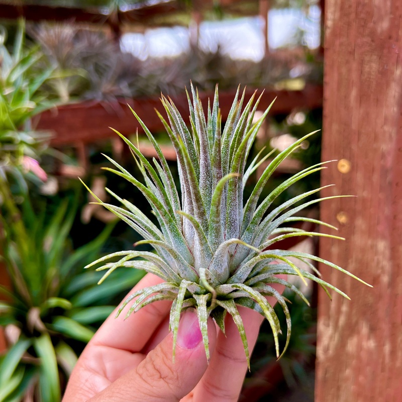 Ionantha Zebrina Large <br> (No Minimum)