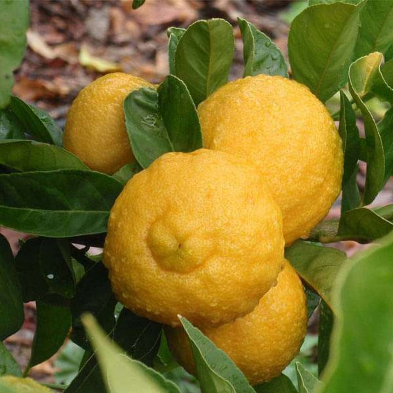 Liudmila Rough Lemon, Khatta Nimboo (Big) – 0.5 kg Seeds