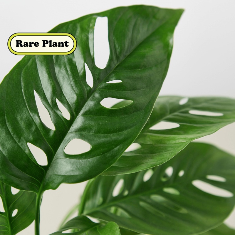 Monstera Adansonii ‘Swiss Cheese’ Cuttings (5 Pack)