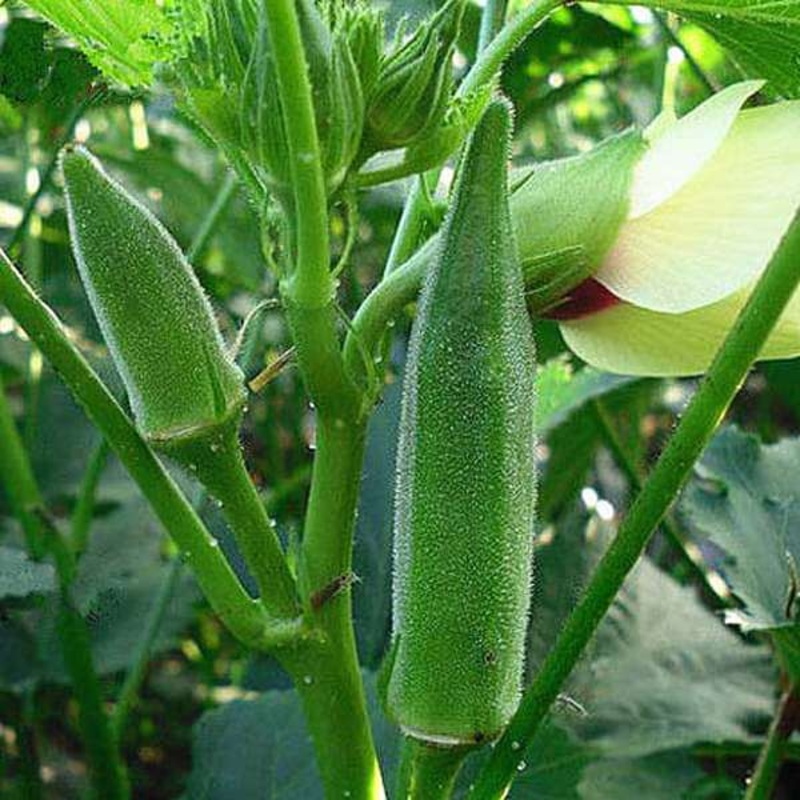 Okra Arka Anamika – Desi Vegetable Seeds