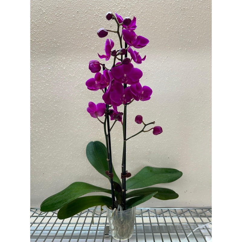 Orchid ‘Purple”|3″ Pot|Double Spike