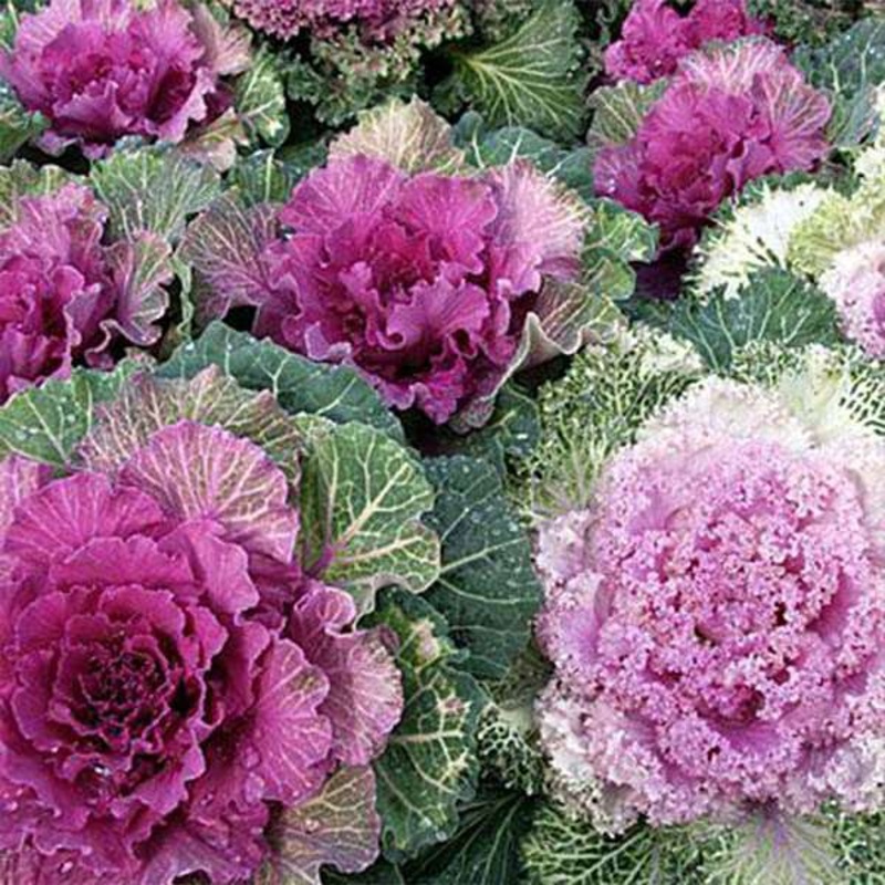 Ornamental Cabbage, Kale Fringed Leaves – Foliage Plant Seeds