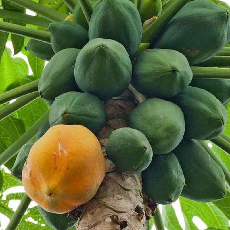 Papaya Farm Improved – Desi Fruit Seeds