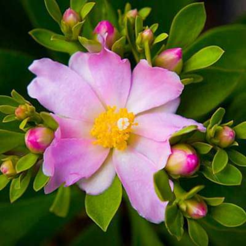 Pereskia corrugata – Succulent Plant