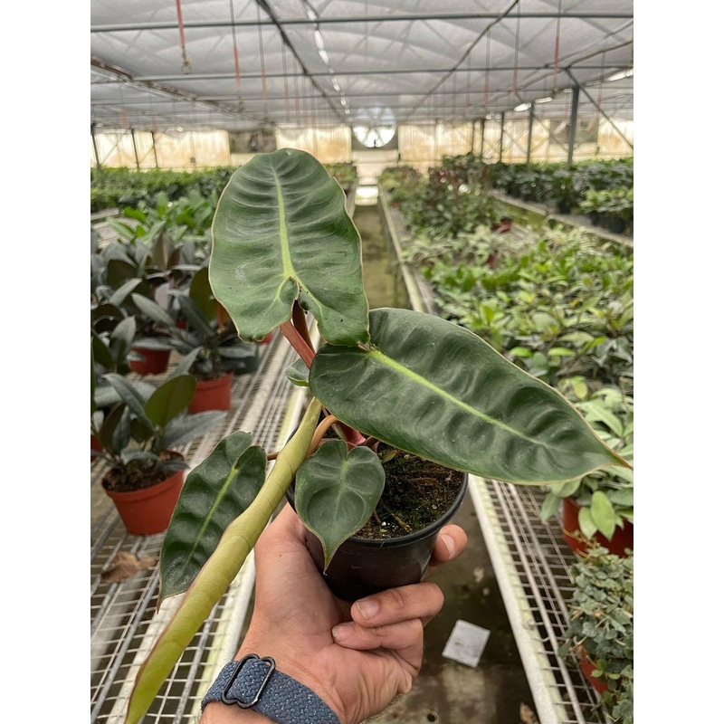 Philodendron ‘Billietiae’|2″ Pot|4″ Pot|6″ Pot
