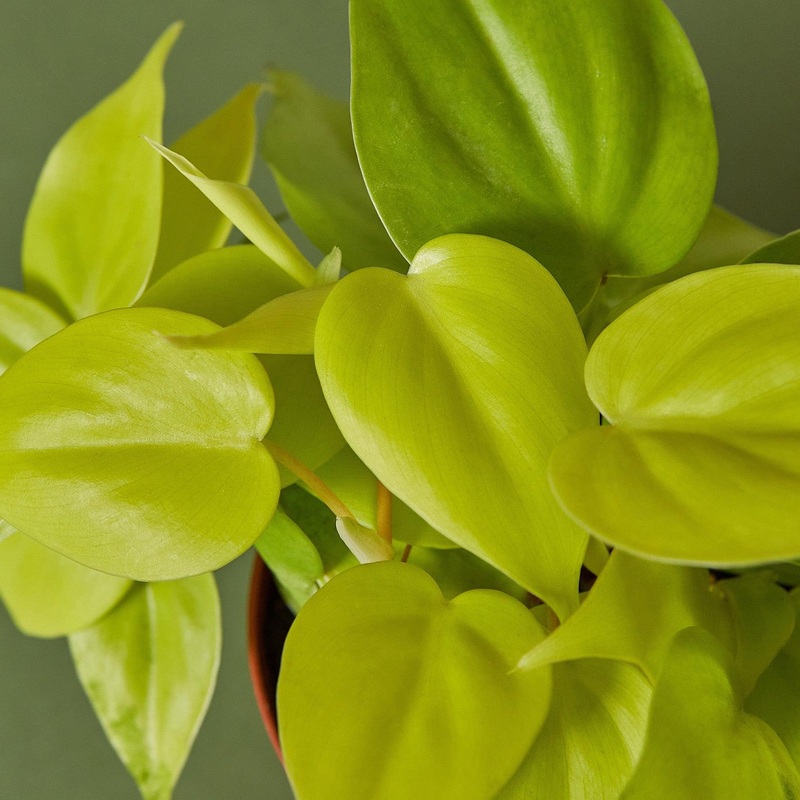 Philodendron Cordatum ‘Neon’ Cuttings (5 Pack)