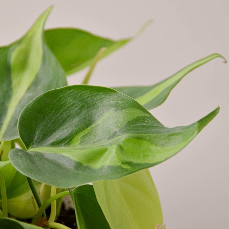 Philodendron Hederaceum ‘Brasil’ Cuttings (5 Pack)