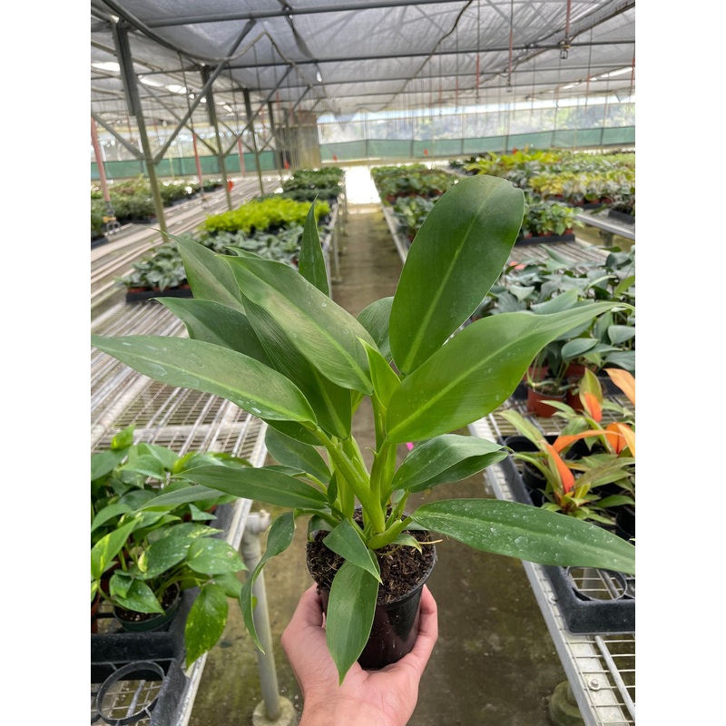 Philodendron ‘Wendlandii’|4″ Pot