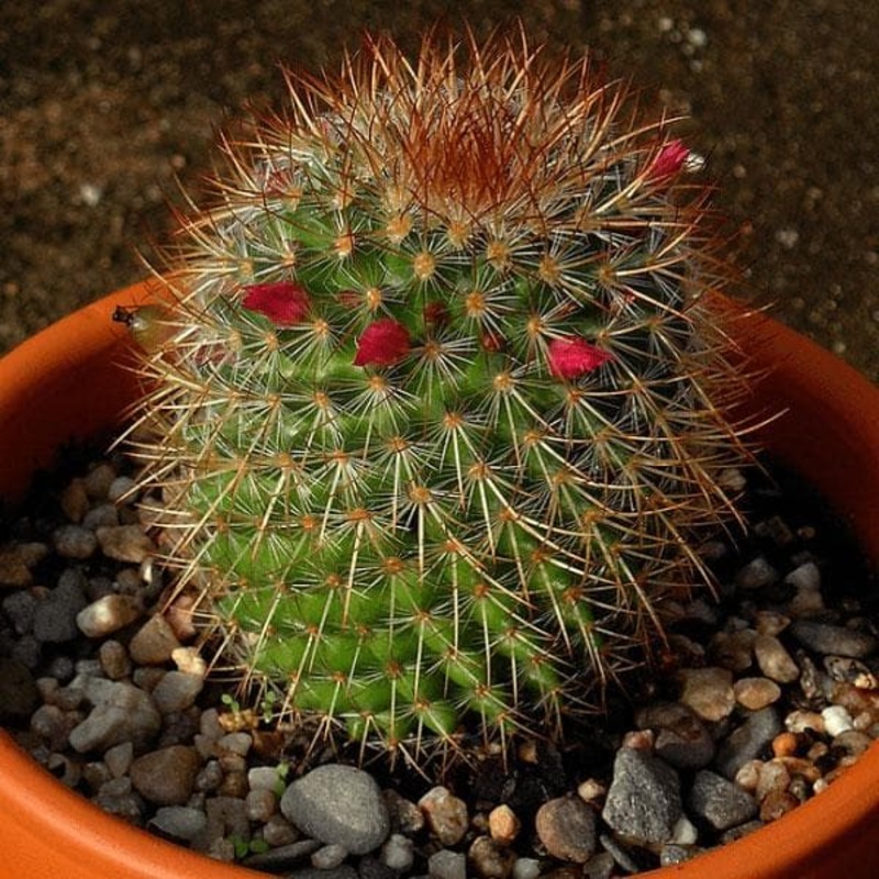 Pincushion Cactus – Cactus Plant