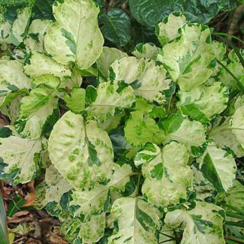 Polyscias balfouriana pennockii – Plant