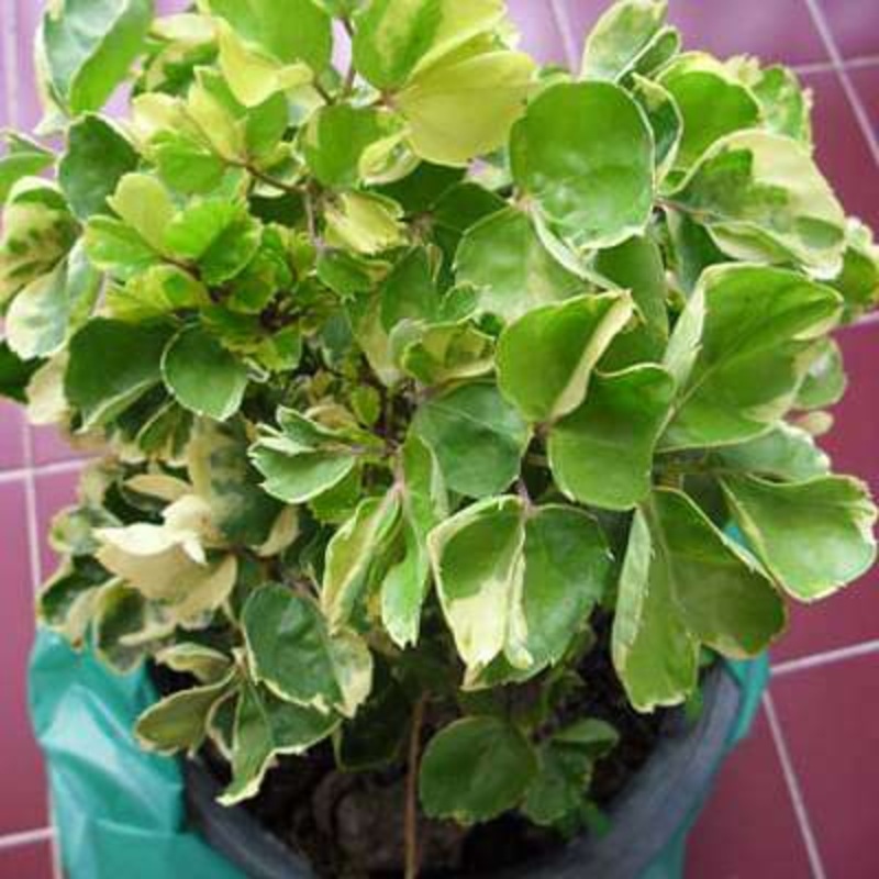 Polyscias crispatum – Plant