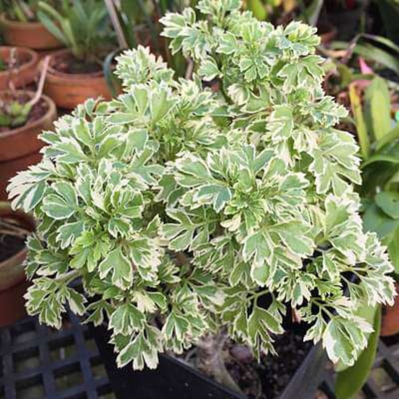Polyscias guilfoylei victoriae – Plant
