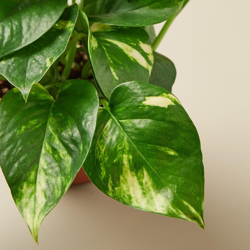 Pothos ‘Golden’ Cuttings (5 Pack)