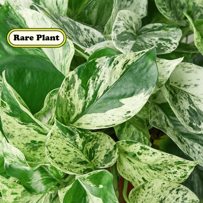 Pothos ‘Marble Queen’ Cuttings (5 Pack)
