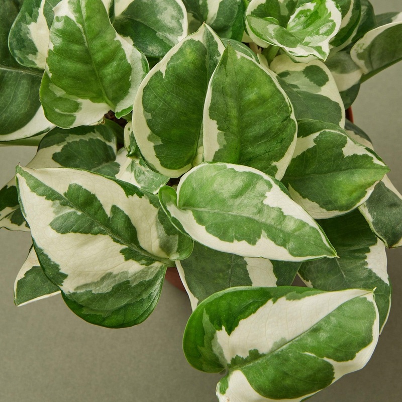 Pothos ‘N’joy’ Cuttings (5 Pack)