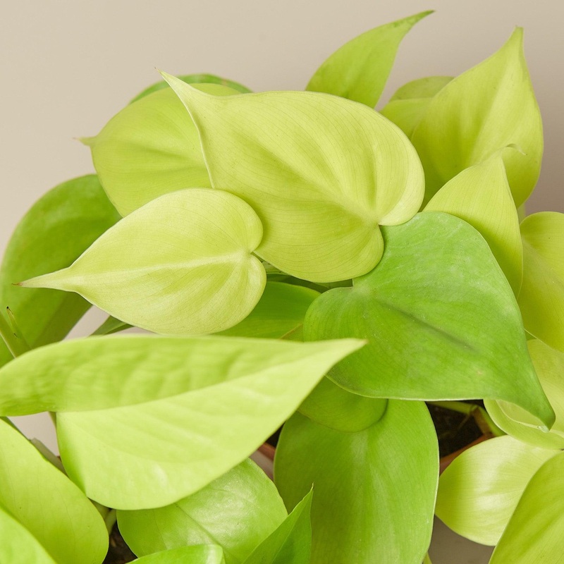 Pothos ‘Neon’ Cuttings (5 Pack)
