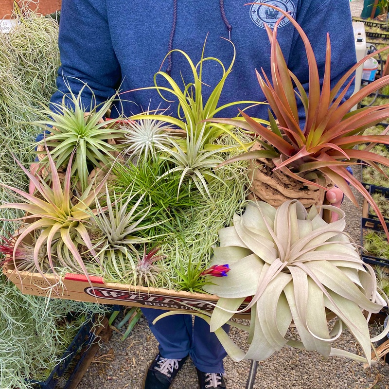 Premium Best Sellers Bundle <br> (50 Plants) <br> *CANNOT BE SHIPPED INTERNATIONALLY*