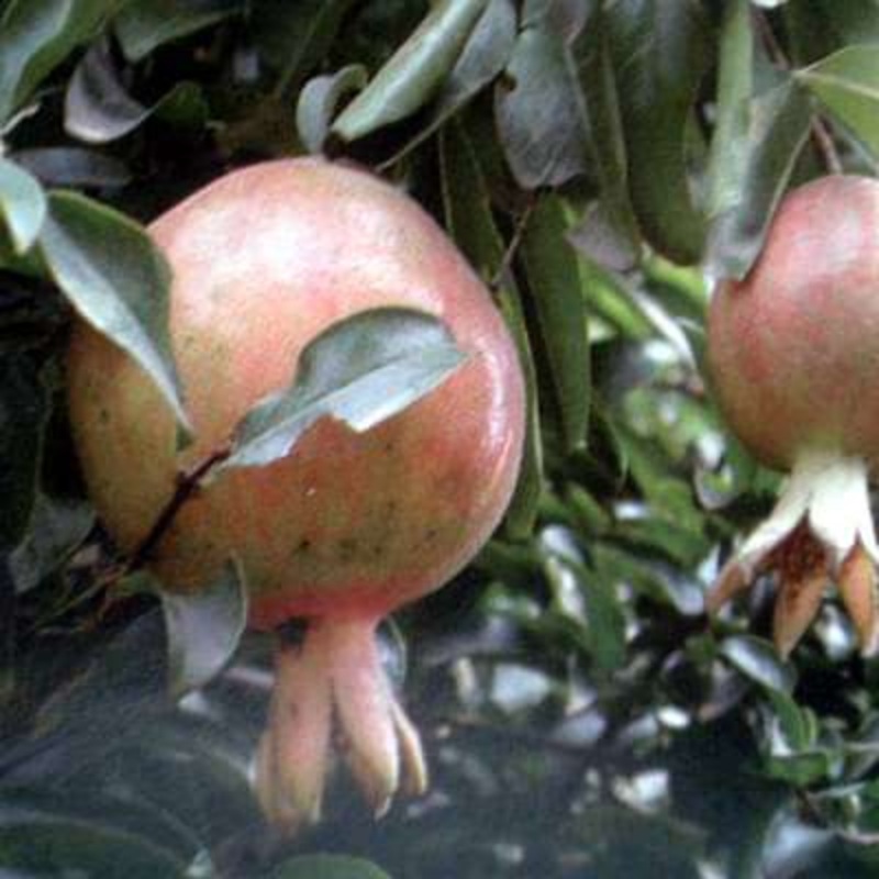 Punica granatum ganesh – Plant