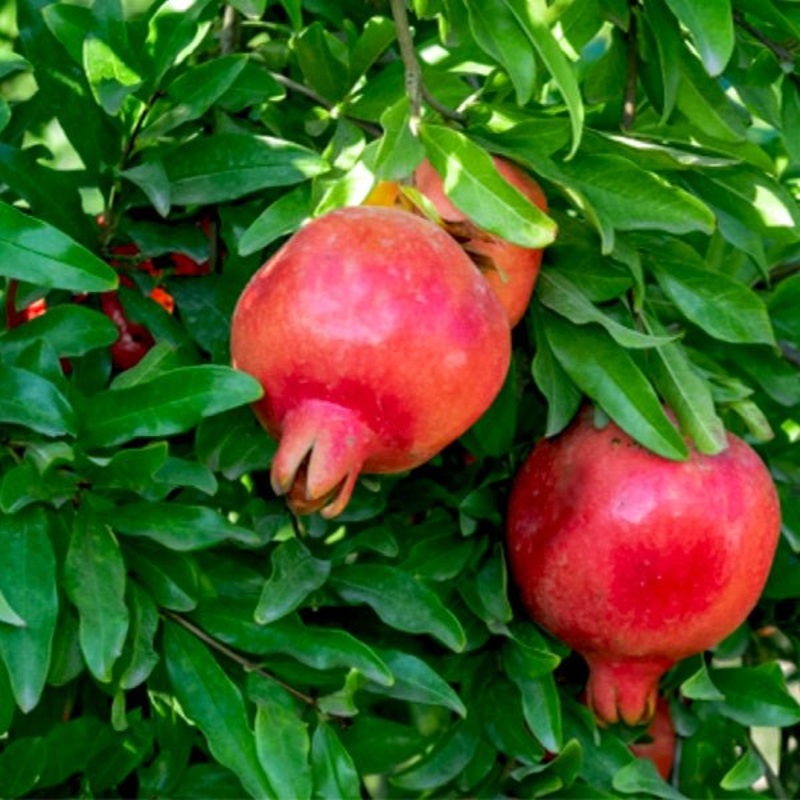 Punica Granatum, Pomegranate, Anar – 0.5 kg Seeds