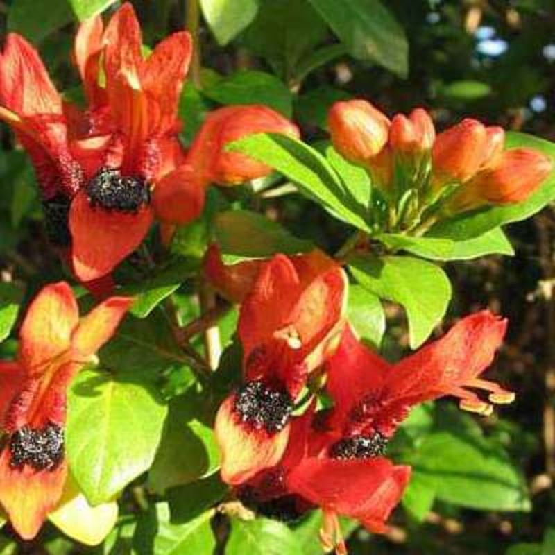 Ruttya speciosa scholesei – Plant