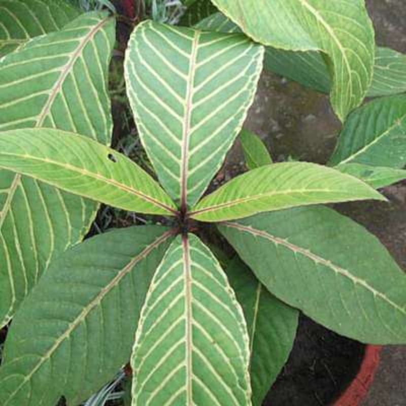 Sanchezia nobilis tricolor – Plant