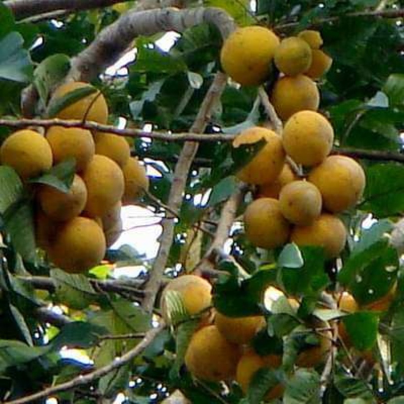 Sandoricum koetjape – Plant