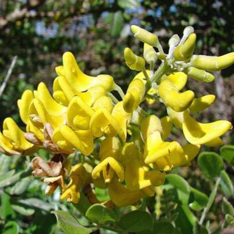 Saphora tomentosa – Plant