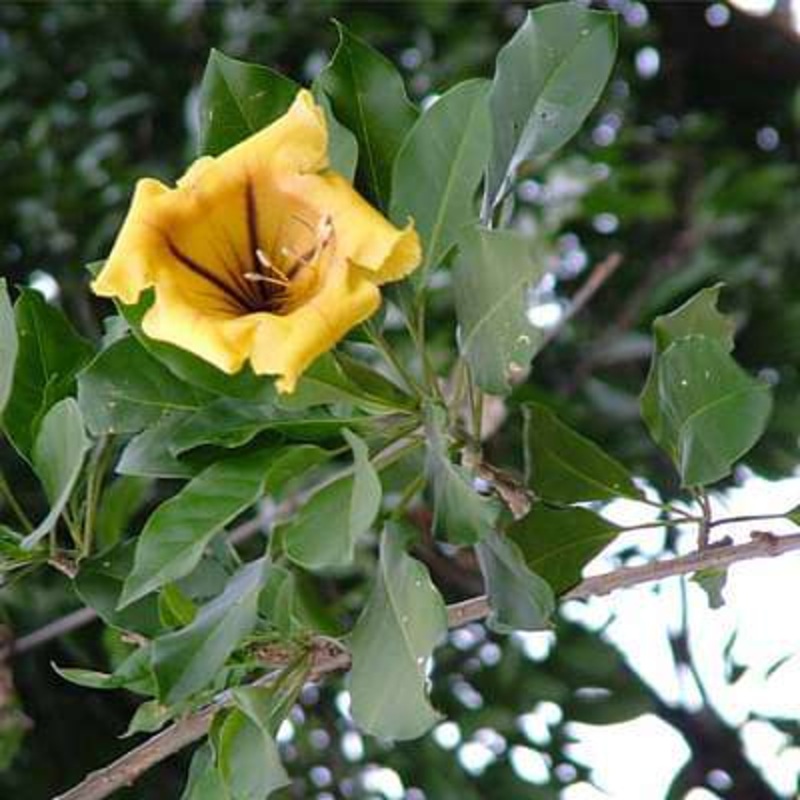 Solandra nitida variegated – Plant