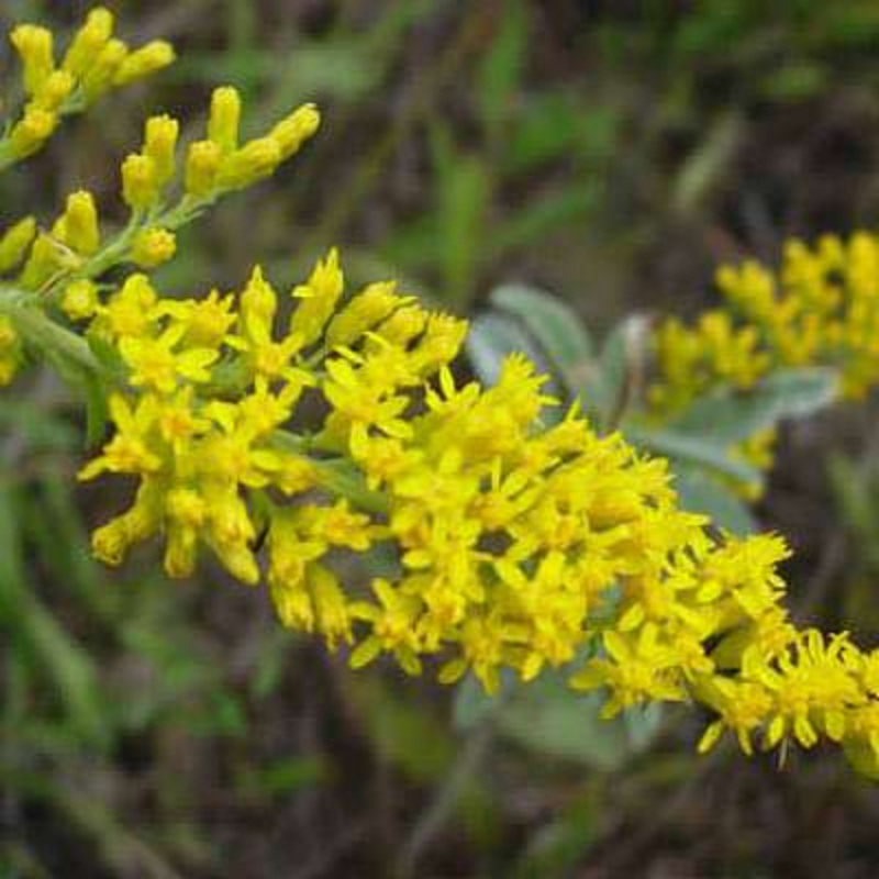 Solidago nemoralis – Plant