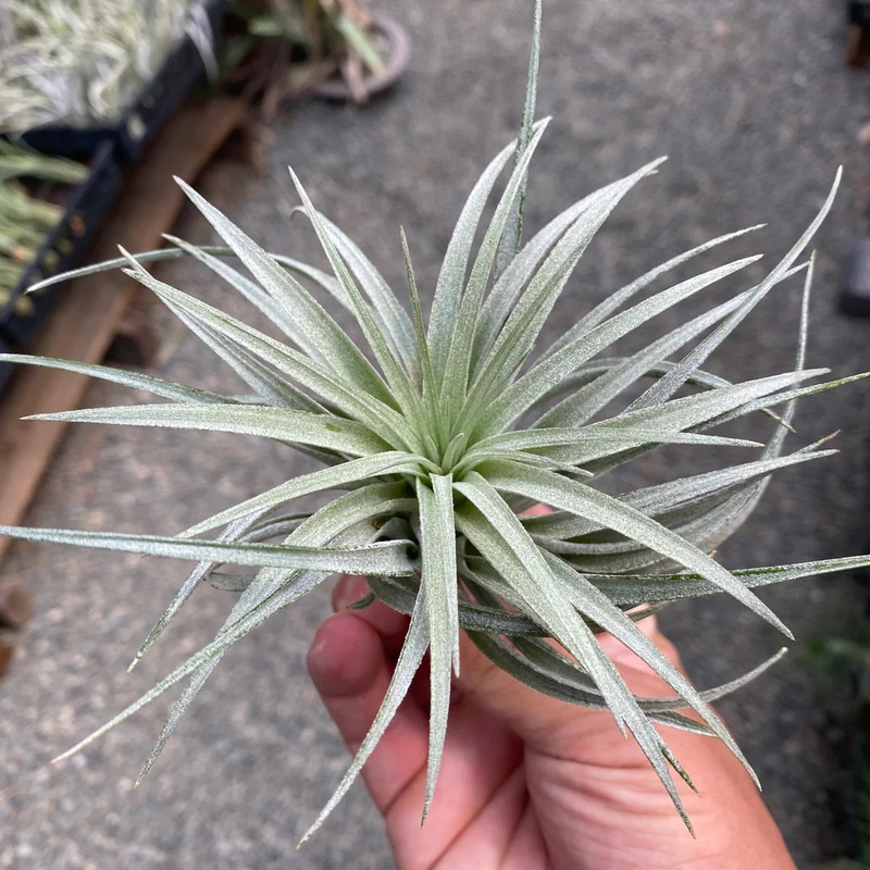Stricta White Medium <br> (Minimum Order 3)